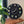 30×30cm Tropical Plant Magnetic Clock Kit – 12 Interchangeable Botanic Magnets for Each Hour, Wall Mount + Gold Metal Stand, Silent Sweep Movement, Starry Sparkle Matte Black Finish